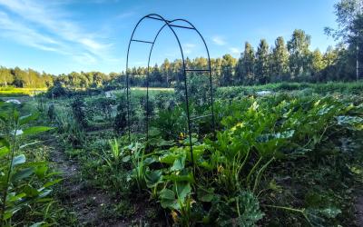 Kuvassa palstaviljelyalue Salmella. Köynnöstuki ja viljelykasveja