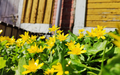 Keltaisia kukkia ja kelta-valkoinen puutalon seinä.