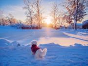 Valkoinen koira seisoo aurinkoisessa talvimaisemassa punainen takki päällään