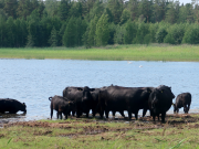 Lehmiä Kasarminlahden esteettömällä luontopolulla