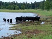 Kasarminlahden rannalla laiduntaa lehmiä