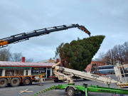 Torikuusen nosto nosturilla