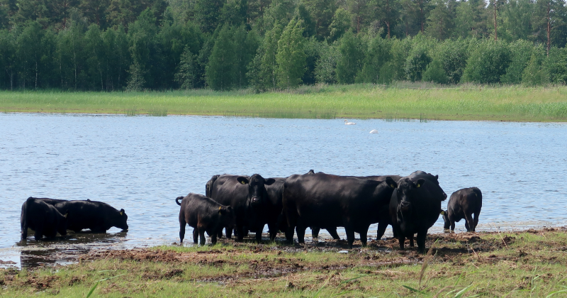Lehmiä Kasarminlahden esteettömällä luontopolulla