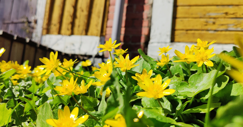 Keltaisia kukkia ja kelta-valkoinen puutalon seinä.